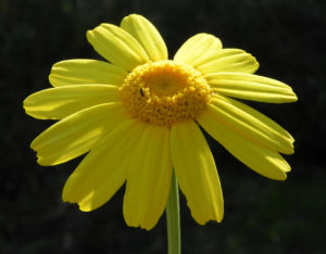 Faerber Hundskamille Bluete gelb Anthemis tinctoria 08