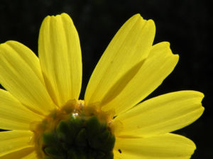 Faerber Hundskamille Bluete gelb Anthemis tinctoria 11