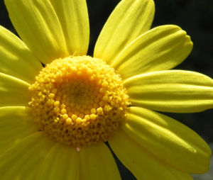 Faerber Hundskamille Bluete gelb Anthemis tinctoria 14