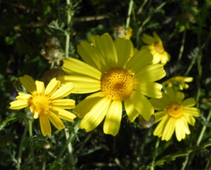 Faerber Hundskamille Bluete gelb Anthemis tinctoria 16