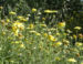 Zurück zum kompletten Bilderset Färber-Hundskamille Blüte gelb Anthemis tinctoria