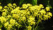Zurück zum kompletten Bilderset Färberwaid Deutscher Indigo Blüte gelb Isatis tinctoria