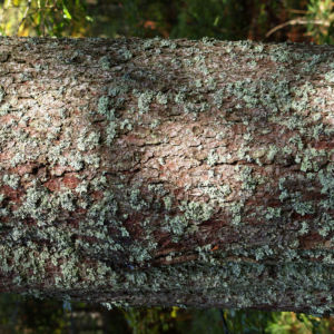 Falsche Pflaumenflechte gruenlich Evernia prunastri 01