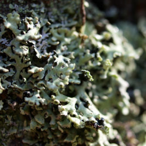 Falsche Pflaumenflechte gruenlich Evernia prunastri 04