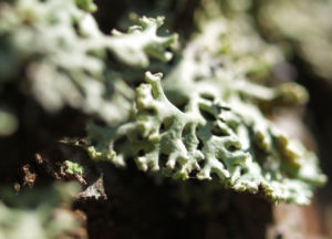 Falsche Pflaumenflechte gruenlich Evernia prunastri 05