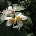 Falscher Jasmin Busch Bluete weiss Philadelphus coronarius 01