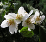 Falscher Jasmin Busch Bluete weiss Philadelphus coronarius 02