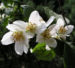 Zurück zum kompletten Bilderset Falscher Jasmin Busch Blüte weiß - Philadelphus coronarius