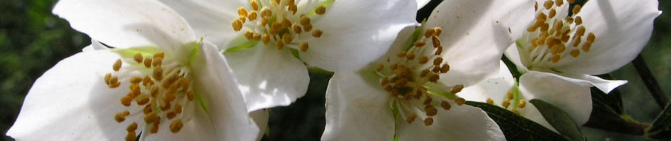Anklicken um das ganze Bild zu sehen  Falscher Jasmin Busch Blüte weiß - Philadelphus coronarius
