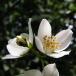 Falscher Jasmin Busch Bluete weiss Philadelphus coronarius 03