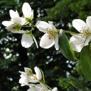 Falscher Jasmin Busch Bluete weiss Philadelphus coronarius 04