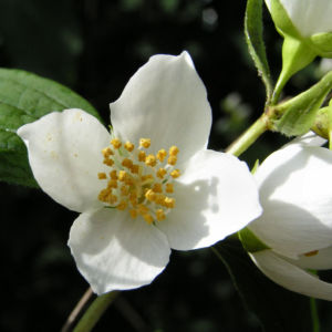 Falscher Jasmin Busch Bluete weiss Philadelphus coronarius 05