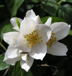 Falscher Jasmin Busch Bluete weiss Philadelphus coronarius 08