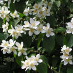 Falscher Jasmin Busch Bluete weiss Philadelphus coronarius 09