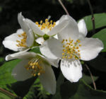 Falscher Jasmin Busch Bluete weiss Philadelphus coronarius 10