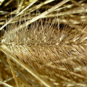 Federborstengras braun Winter Pennisetum alopecuroides 03