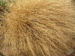 Zurück zum kompletten Bilderset Federborstengras braun Winter Pennisetum alopecuroides
