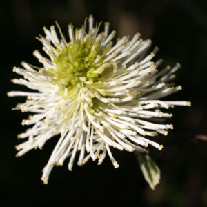 Federbusch Strauch Bluete weiss Fothergilla monticola 01