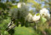 Zurück zum kompletten Bilderset Federbusch Strauch Blüte weiß - Fothergilla monticola