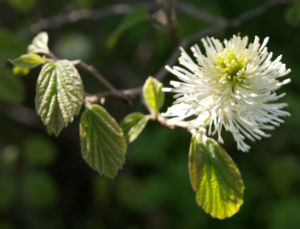 Federbusch Strauch Bluete weiss Fothergilla monticola 03