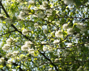 Federbusch Strauch Bluete weiss Fothergilla monticola 04