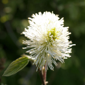 Federbusch Strauch Bluete weiss Fothergilla monticola 05