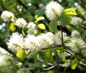 Federbusch Strauch Bluete weiss Fothergilla monticola 06