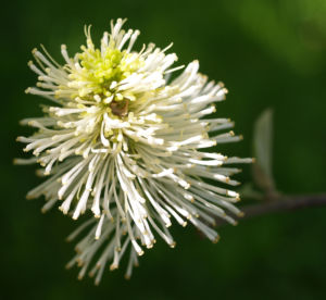 Federbusch Strauch Bluete weiss Fothergilla monticola 07