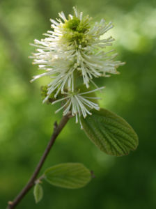 Federbusch Strauch Bluete weiss Fothergilla monticola 08