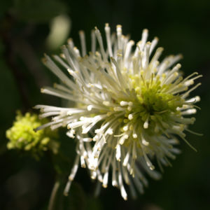 Federbusch Strauch Bluete weiss Fothergilla monticola 09