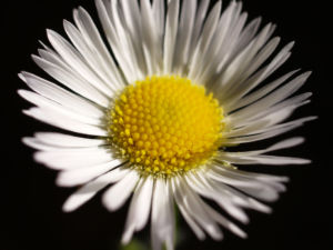 Feinstrahl Bluete weiss Erigeron annuus 15