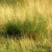 Zurück zum kompletten Bilderset Feld Beifuß Zweige grün Artemisia campestris