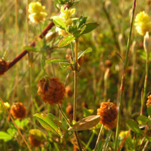 Feld Klee Bluete gelb Trifolium campestre 02