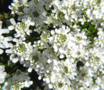 Bild:  Felsen-Schleifenblume Blüte weiß Iberis saxatilis