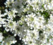 Zurück zum kompletten Bilderset Felsen-Schleifenblume Blüte weiß Iberis saxatilis
