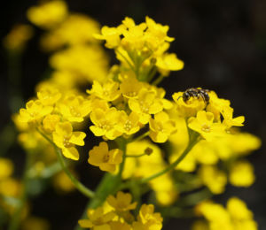 Felsen Steinkraut Bluete gelb Aurinia saxatilis 01