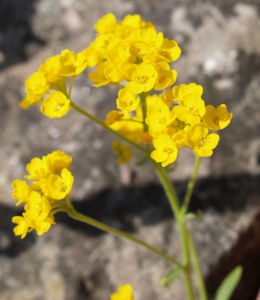 Felsen Steinkraut Bluete gelb Aurinia saxatilis 02
