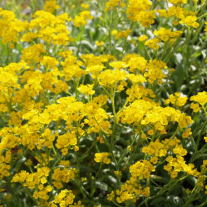 Felsen Steinkraut Bluete gelb Aurinia saxatilis 05