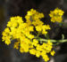 Zurück zum kompletten Bilderset Felsen Steinkraut Blüte gelb - Aurinia saxatilis
