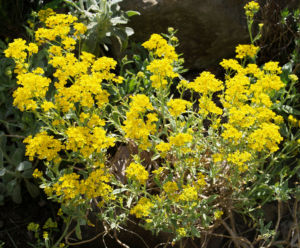 Felsen Steinkraut Bluete gelb Aurinia saxatilis 07