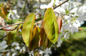 Felsenbirne Blatt Amelanchier lamarckii 01