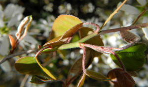 Felsenbirne Blatt Amelanchier lamarckii 02