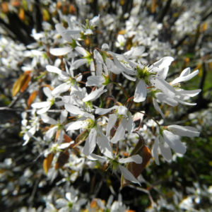 Felsenbirne Bluete weiß Amelanchier lamarckii 05