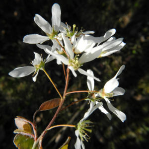 Felsenbirne Bluete weiß Amelanchier lamarckii 06