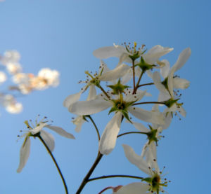 Felsenbirne Bluete weiß Amelanchier lamarckii 07