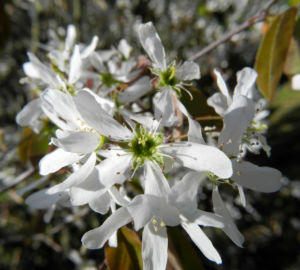 Felsenbirne Bluete weiß Amelanchier lamarckii 08