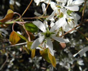 Felsenbirne Bluete weiß Amelanchier lamarckii 12