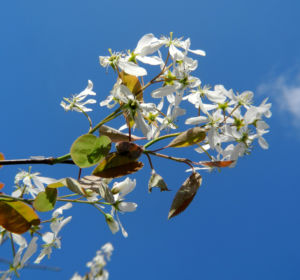 Felsenbirne Bluete weiß Amelanchier lamarckii 13