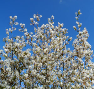 Felsenbirne Bluete weiß Amelanchier lamarckii 14