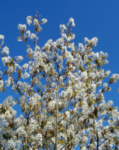 Felsenbirne Bluete weiß Amelanchier lamarckii 15